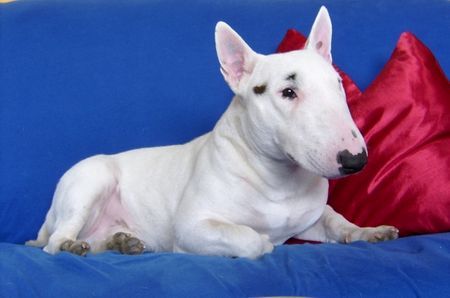 Miniatur Bullterrier Hunde Foto 28637 Miniatur Bullterrier Eddy beim Fotoshooting
