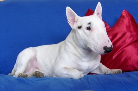 Miniatur Bullterrier Eddy beim Fotoshooting