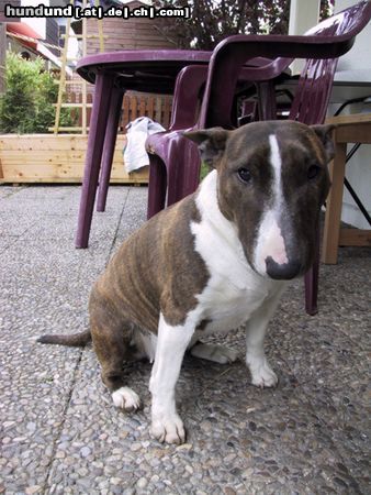 Miniatur Bullterrier Hunde Foto 22290 in höherer Auflösung ansehen Miniatur Bullterrier Momo mit 2 Jahren... ! Soo schön!