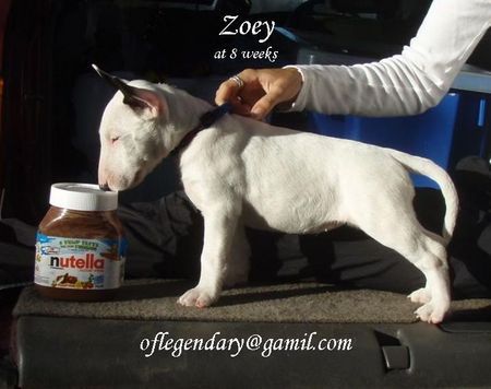 Miniatur Bullterrier I 'm nutella addicted *smile*