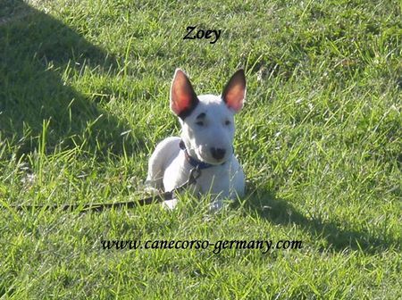 Miniatur Bullterrier Zoey at 8 weeks