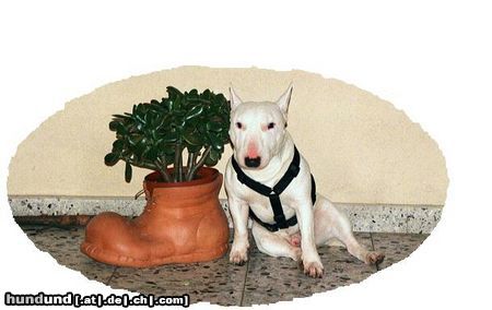 Miniatur Bullterrier zeus