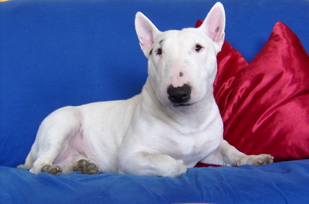 Miniatur Bullterrier Eddy beim Fotoshooting