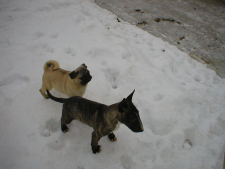 Miniatur Bullterrier Ich und meine freund