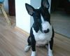 Miniatur Bullterrier Foto: interessant!!! (ID 8348) Miniatur Bullterrier Hund