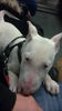 Miniatur Bullterrier Hund