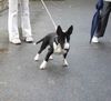 Miniatur Bullterrier Hund