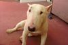 Miniatur Bullterrier Foto: Das ist Eddy (Mr. Ed) 9 Monate alt (ID 22071) Miniatur Bullterrier Hund