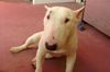 Miniatur Bullterrier Hund