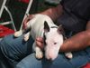 Miniatur Bullterrier Hund