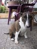 Miniatur Bullterrier Foto: Momo mit 2 Jahren... ! Soo schön! (ID 22290) Miniatur Bullterrier Hund