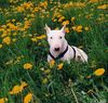 Miniatur Bullterrier Hund