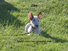 Miniatur Bullterrier Hund