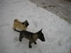 Miniatur Bullterrier Foto: Ich und meine freund (ID 29688) Miniatur Bullterrier Hund