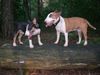 Miniatur Bullterrier Hund