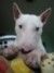 Miniatur Bullterrier Hund