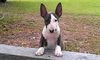 Miniatur Bullterrier Hund