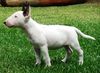 Miniatur Bullterrier Hund