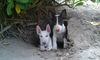 Miniatur Bullterrier Hund