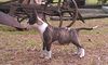 Miniatur Bullterrier Hund