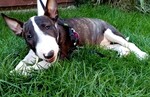 Miniatur Bullterrier Hund