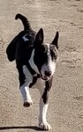 Miniatur Bullterrier Foto: Umbra von der alten Veste (ID 47814) Miniatur Bullterrier Hund
