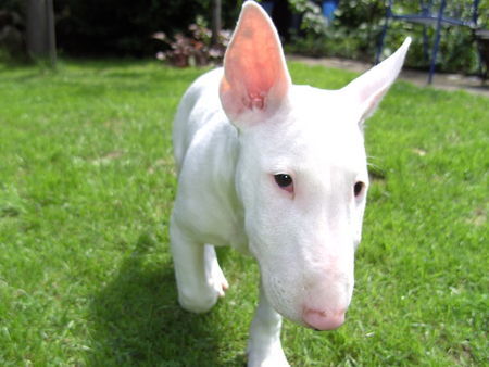 Miniatur Bullterrier Tyson im Garten auf Erkundungstour