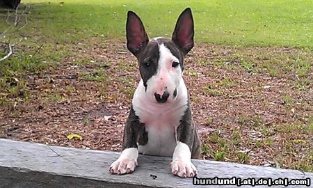 Miniatur Bullterrier Famoso Alex - PLL Clear