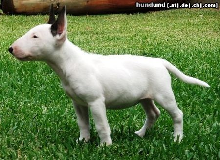 Miniatur Bullterrier Famoso Ally - 10 weeks