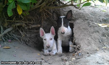 Miniatur Bullterrier Famoso Andrew & Famoso Axel