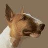 Miniatur Bullterrier, Miniature Bull Terrier