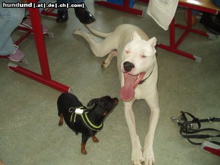 Zwergpinscher Hunde Foto 25924 Zwergpinscher siri und ihre freundin