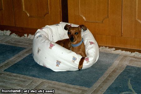 Zwergpinscher Hunde Foto 8210 Zwergpinscher Daisy fühlt sich wohl