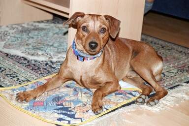 Zwergpinscher Hunde Foto 845 Zwergpinscher Sammy, 1 Jahr alt