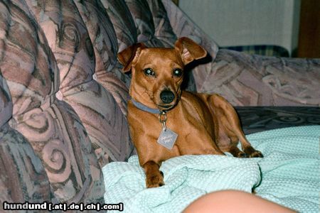 Zwergpinscher Daisy fühlt sich wohl