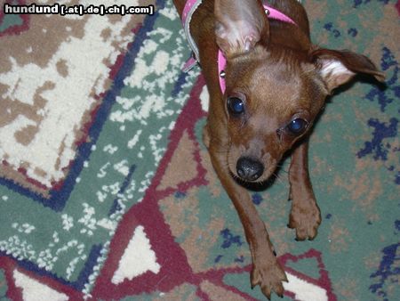 Zwergpinscher Hunde Foto 20513 in höherer Auflösung ansehen Zwergpinscher *ggg*