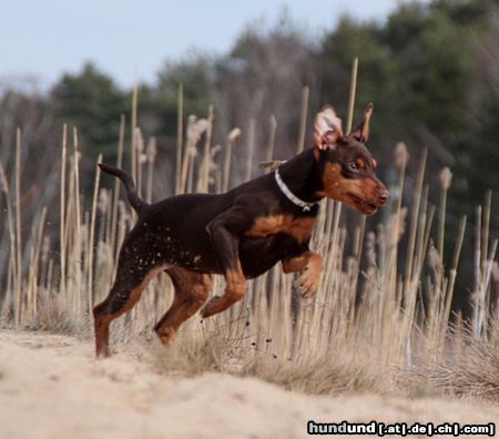 Zwergpinscher Hunde Foto 46331 in höherer Auflösung ansehen Zwergpinscher schoko tan Pinscher