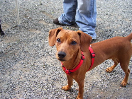 Zwergpinscher Hunde Foto 38769 in höherer Auflösung ansehen Zwergpinscher Unser Tayson