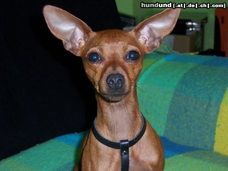 Zwergpinscher Hunde Foto 13724 Zwergpinscher Maya mit 13 monaten