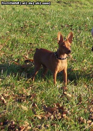 Zwergpinscher Hunde Foto 6776 Zwergpinscher Rocky mit 6,5 Monaten