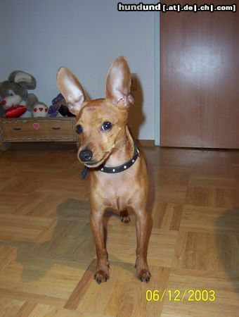 Zwergpinscher Hunde Foto 7343 Zwergpinscher Rocky