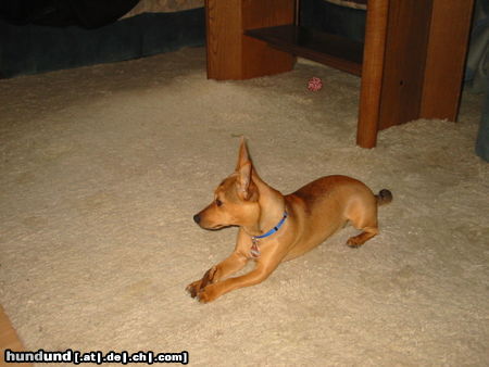 Zwergpinscher Hunde Foto 26440 in höherer Auflösung ansehen Zwergpinscher Cassie