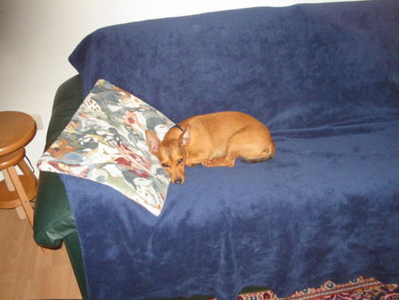 Zwergpinscher Hunde Foto 31855 in höherer Auflösung ansehen Zwergpinscher Cassie - Ruhepause
