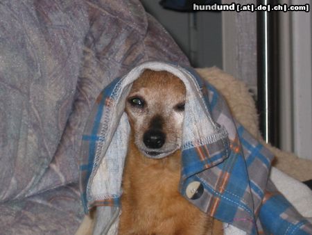 Zwergpinscher