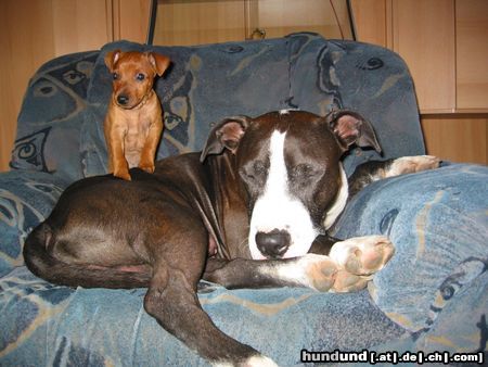 Zwergpinscher Hunde Foto 14585 Zwergpinscher klein woody mit freund