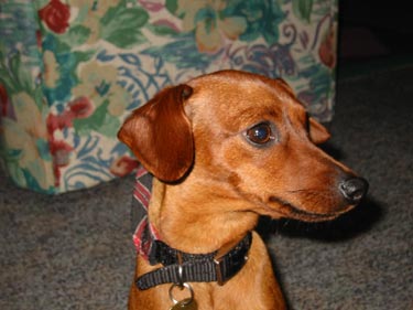 Zwergpinscher Hunde Foto 595 Zwergpinscher Cindy