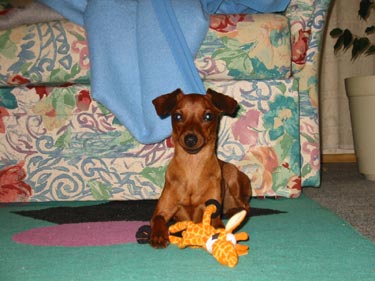 Zwergpinscher Hunde Foto 596 Zwergpinscher Cindy