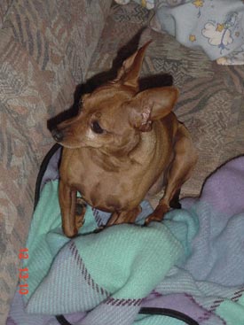 Zwergpinscher Hunde Foto 662 Zwergpinscher Rambo