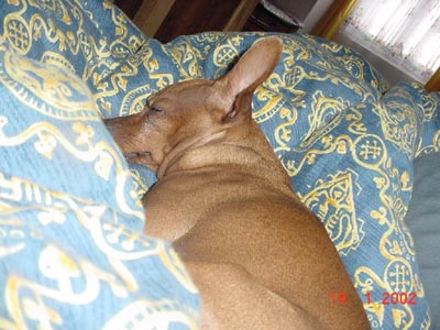 Zwergpinscher Hunde Foto 663 Zwergpinscher Rambo