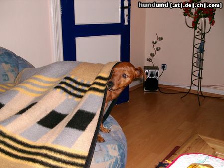 Zwergpinscher Hunde Foto 8272 Zwergpinscher Dies ist unser ganzer Stolz